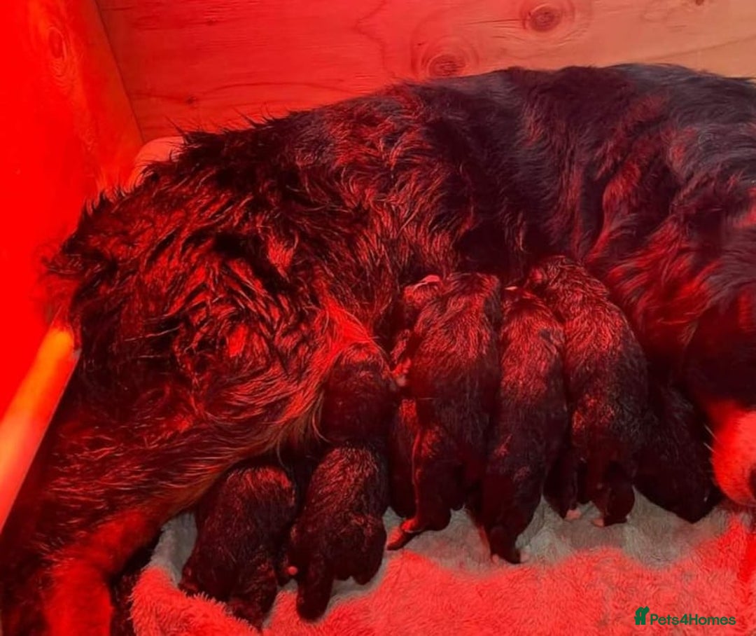 Bernese Mountain Dog dogs for sale: STUNNING CHUNKY BERNESE PUPPIES HEALTH CHECKED - Advert 4