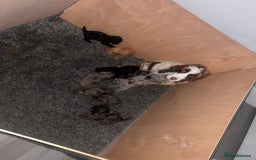 Cockapoo dogs for sale: 🐶F1 Cockerpoo Pups – Merle, Chocolate, Apricot 🐶 - Image 31