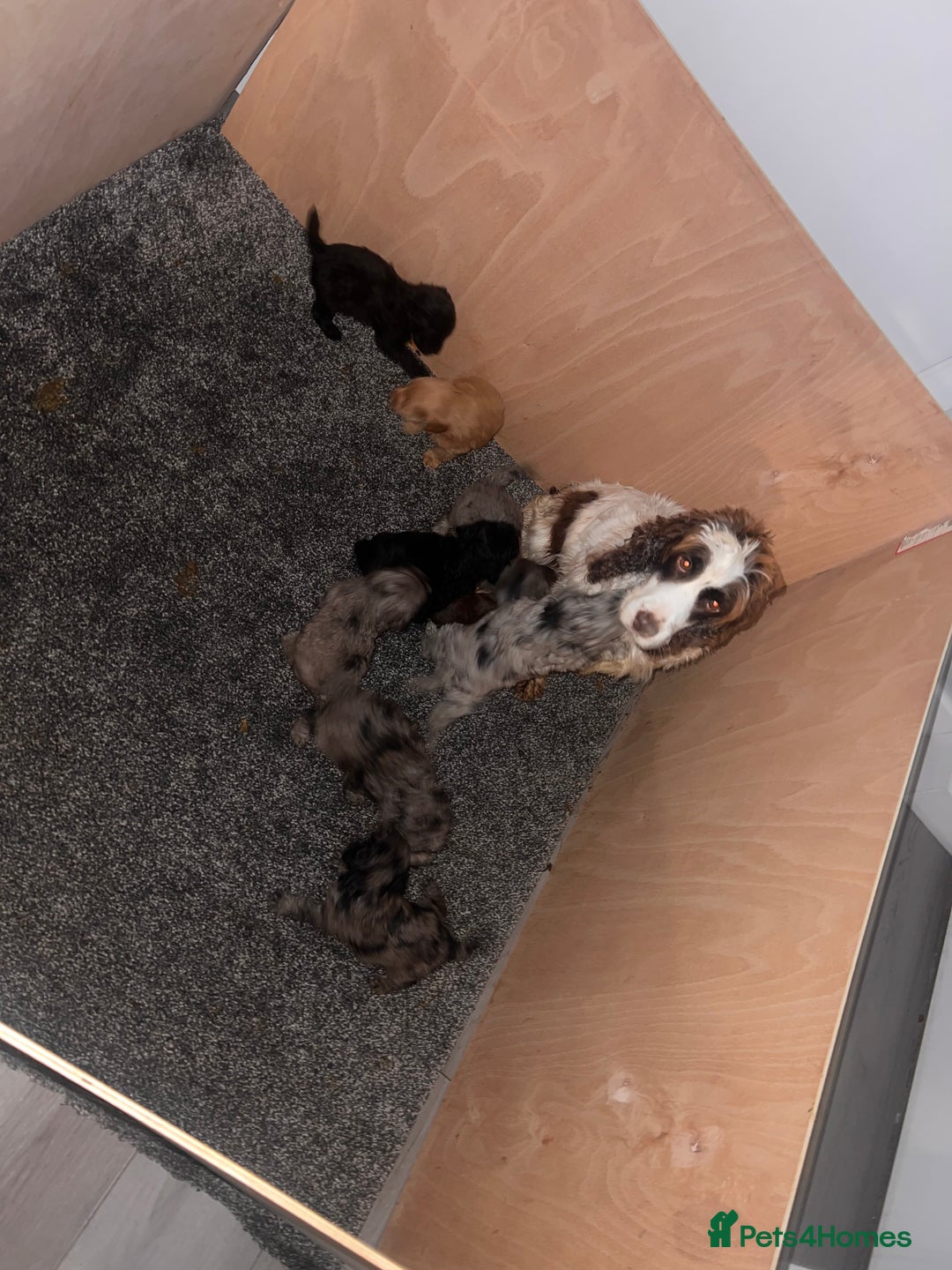 Cockapoo dogs for sale: 🐶F1 Cockerpoo Pups – Merle, Chocolate, Apricot 🐶 - Image 31