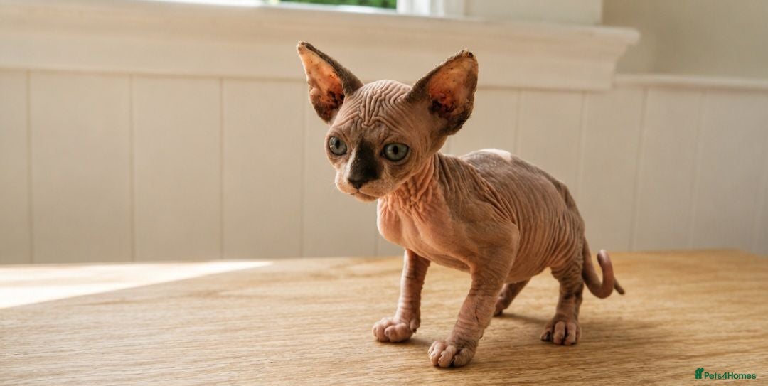 Sphynx cats One beautiful sphynx girl  - Advert 1