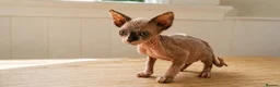 Sphynx cats for sale: One beautiful sphynx girl  - Advert 1