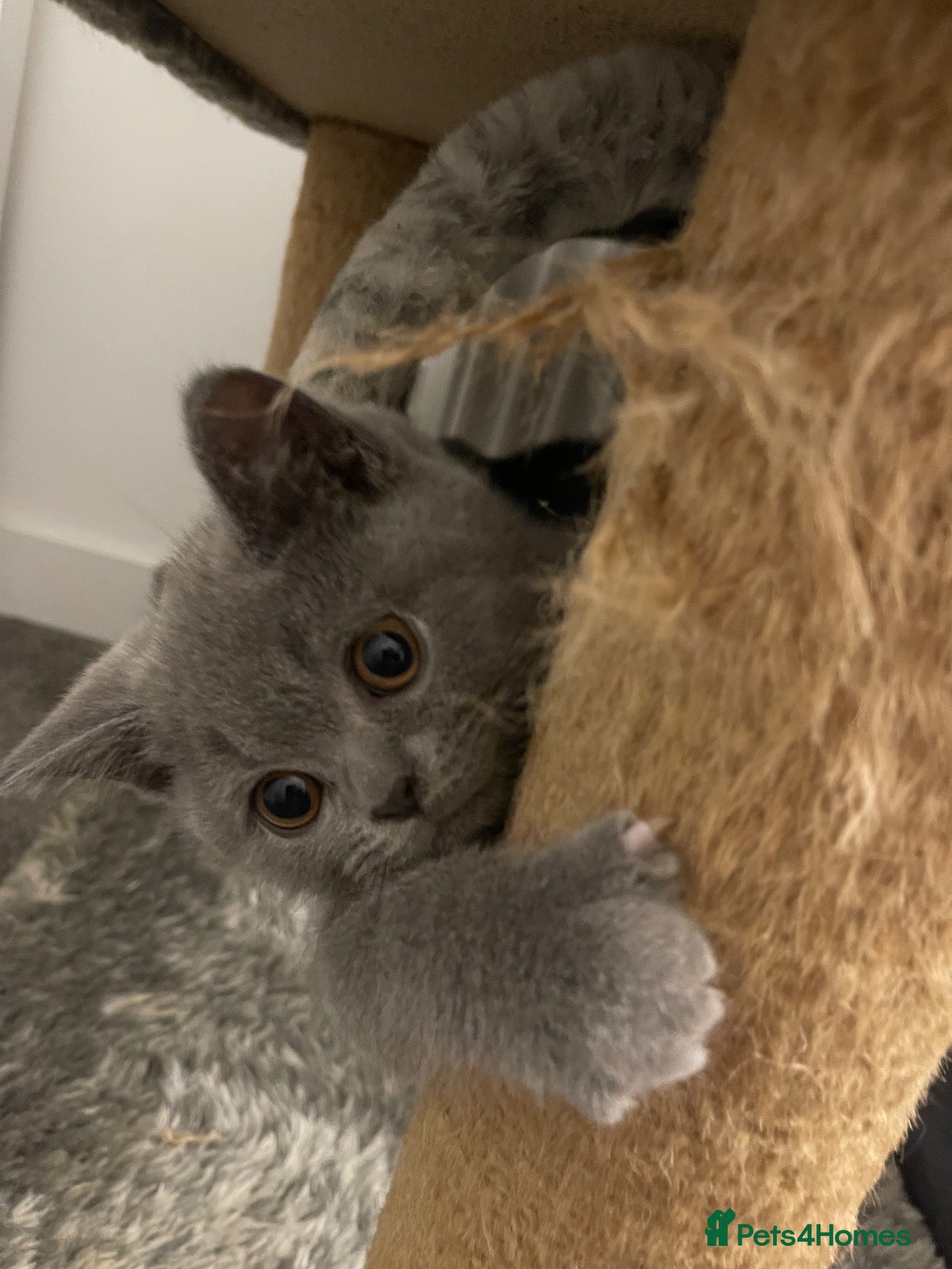 British Shorthair cats GCCF Registered British Shorthairs / Longhairs - Advert 1