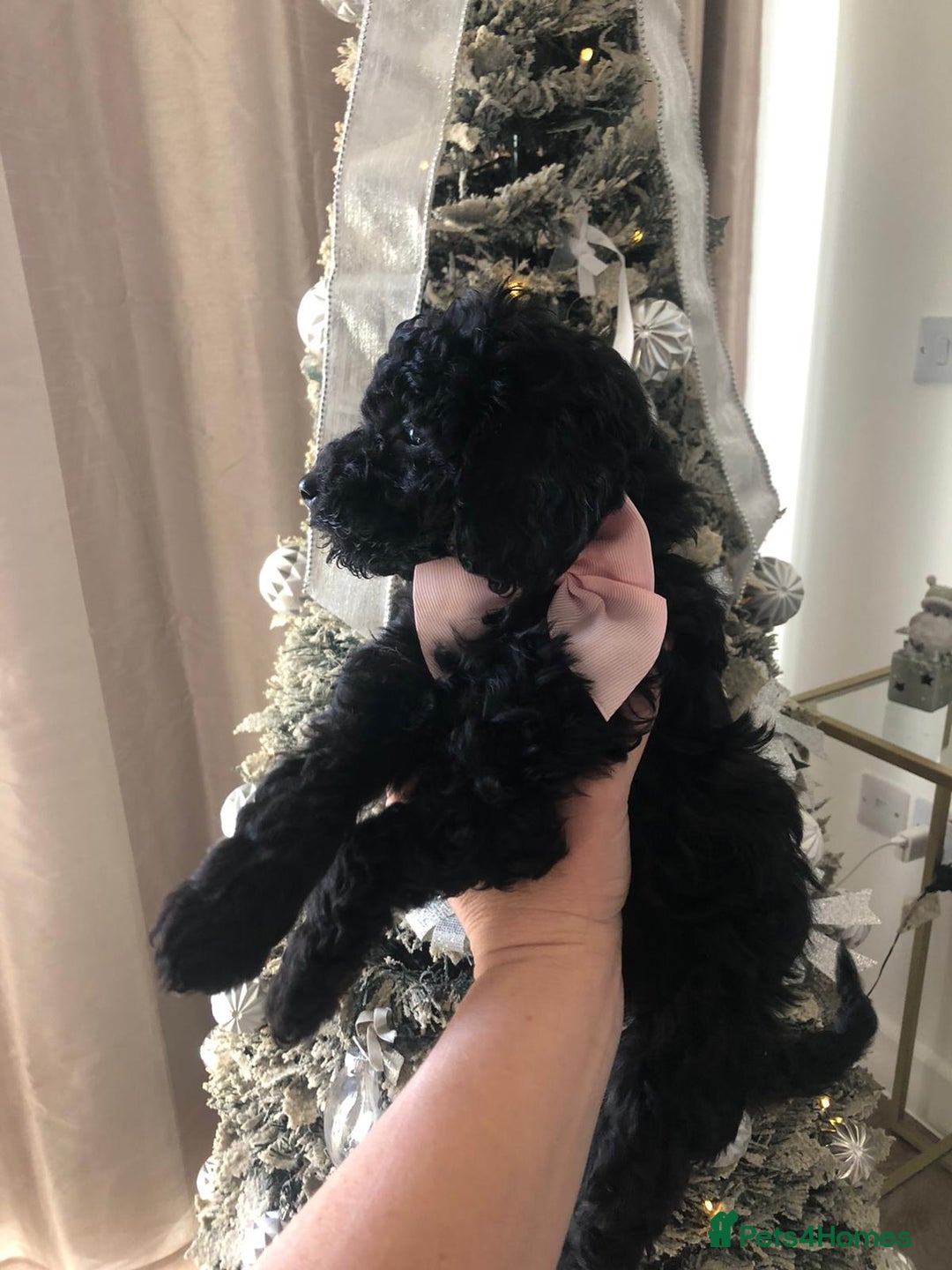Toy Poodle dogs for sale: 5 toy poodles unique markings  - Advert 14