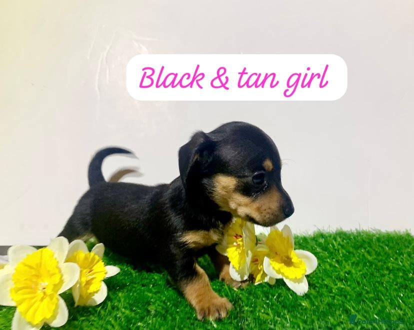 Miniature Dachshund dogs Tiny daschund puppies kc registered (2 left ) - Advert 18