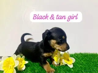 Miniature Dachshund dogs Tiny daschund puppies kc registered (2 left ) - Advert 18