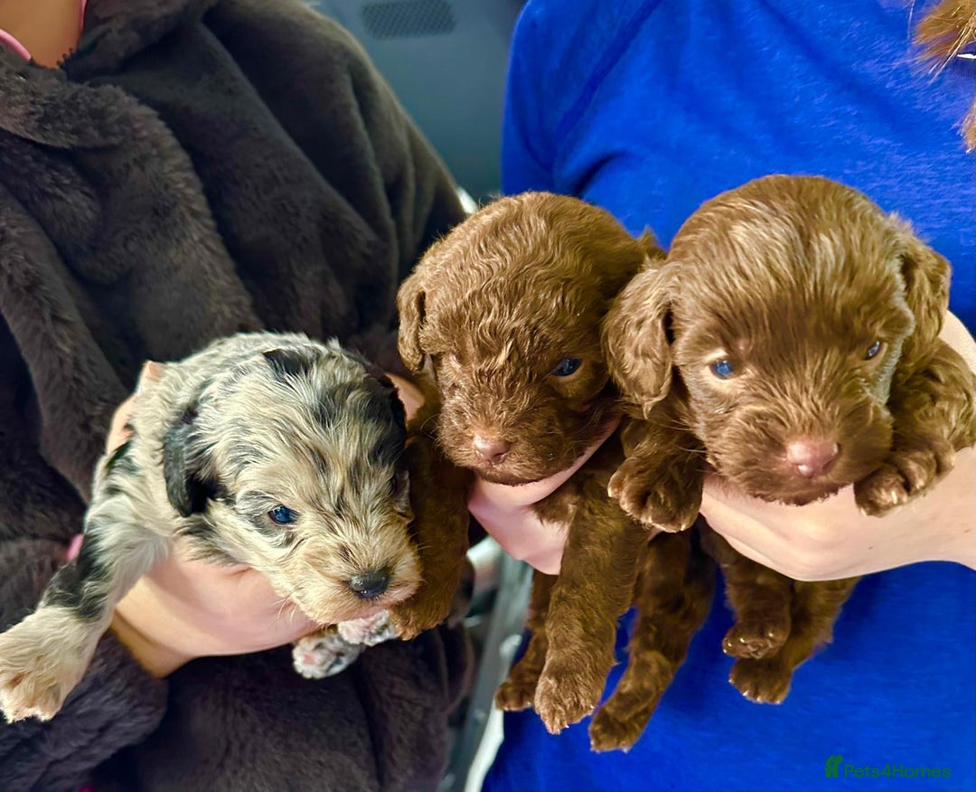 Yorkiepoo dogs for sale:  We go We - Advert 5