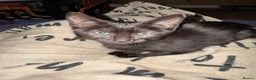 Mixed Breed cats for sale: Melanistic bengals/siamese’s (bengalese) - Advert 7