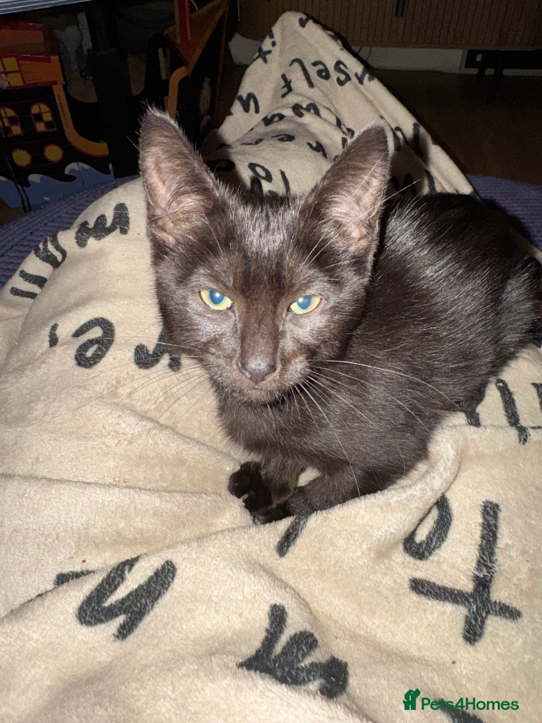 Mixed Breed cats for sale: Melanistic bengals/siamese’s (bengalese) - Advert 7