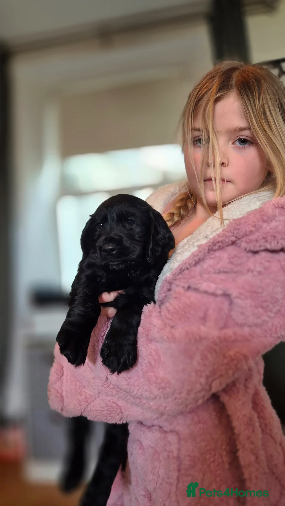 Cocker Spaniel dogs for sale: Mr Paul Bell - Advert 8