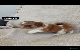 Shih Tzu dogs for sale: Shihtzu imperial - Advert 7
