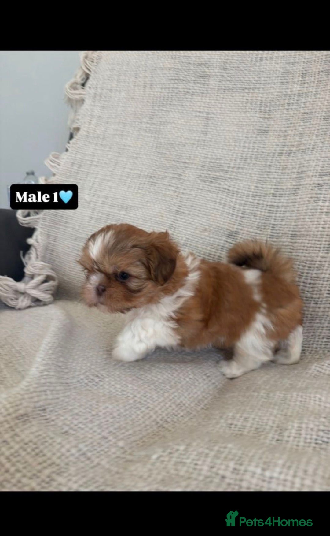 Shih Tzu dogs for sale: Shihtzu imperial - Advert 7