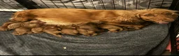 Cocker Spaniel dogs for sale: Top class red working cocker Spainel’s - Advert 1