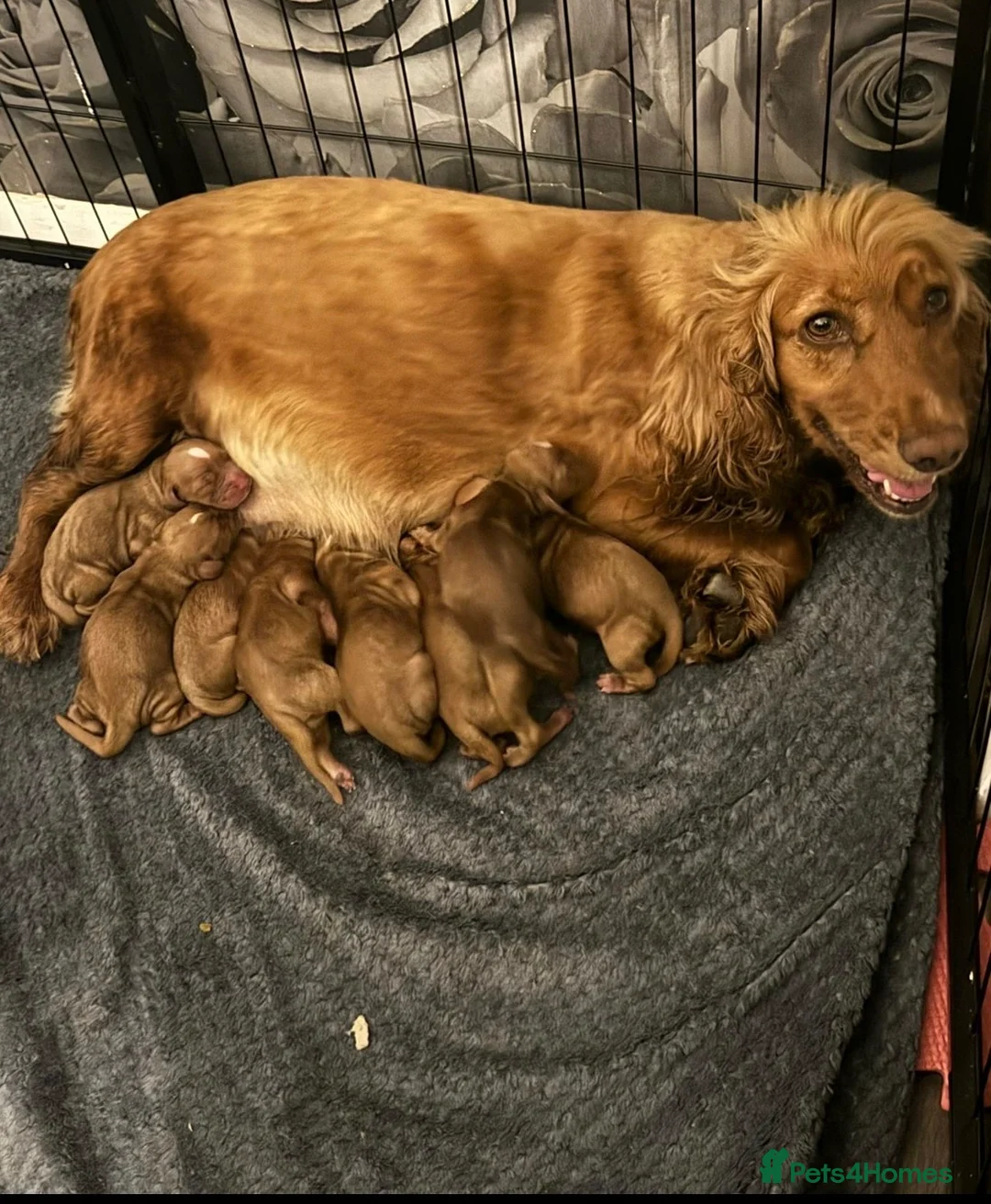 Cocker Spaniel dogs for sale: Top class red working cocker Spainel’s - Advert 1
