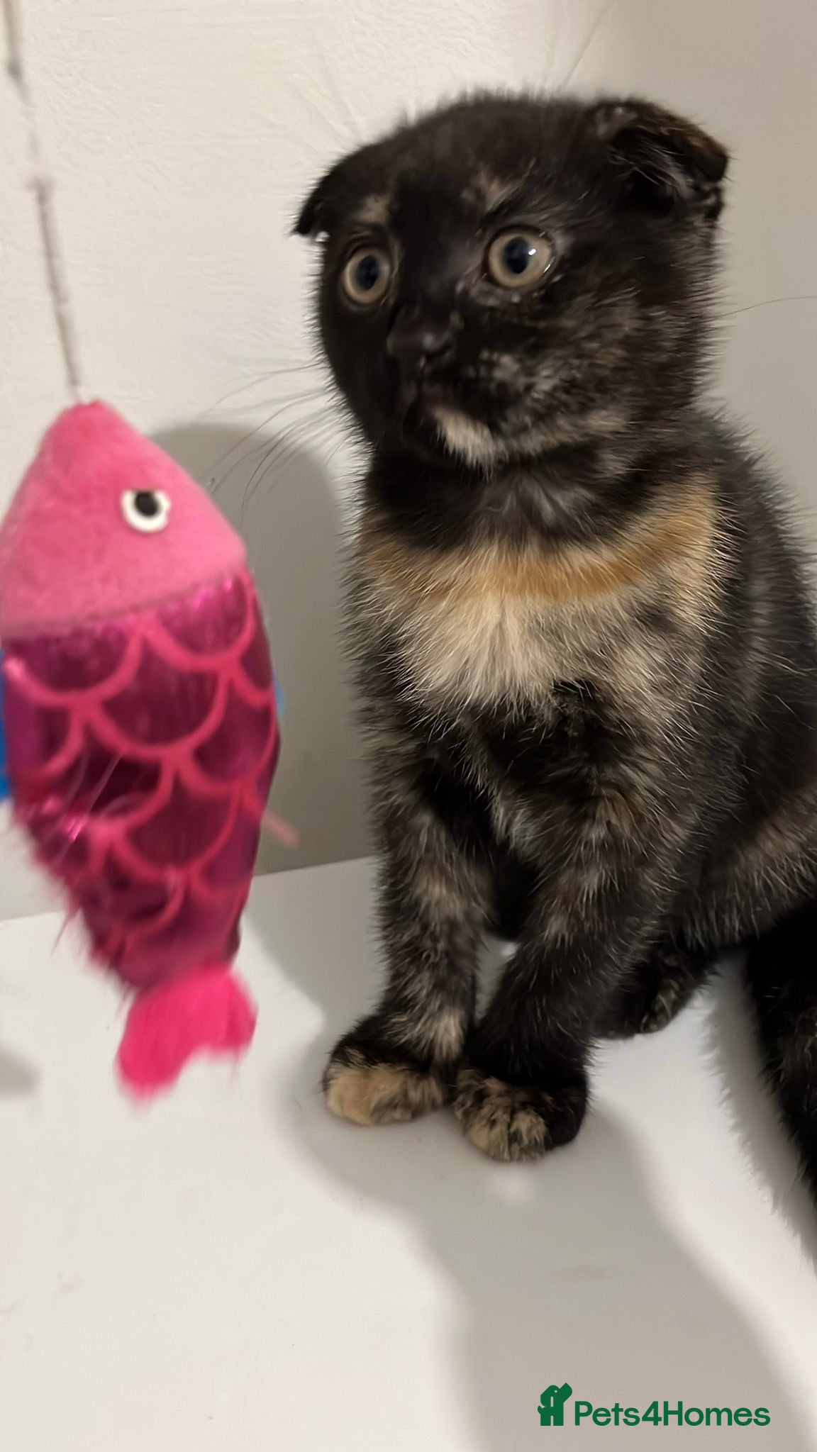 Scottish Fold cats Ready Now…Last Lovely Scottish fold girl - Advert 2