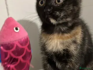 Scottish Fold cats Ready Now…Last Lovely Scottish fold girl - Advert 2