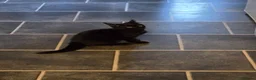 Mixed Breed cats for sale: Four Adorable and Feisty Kittens for Sale - Advert 2