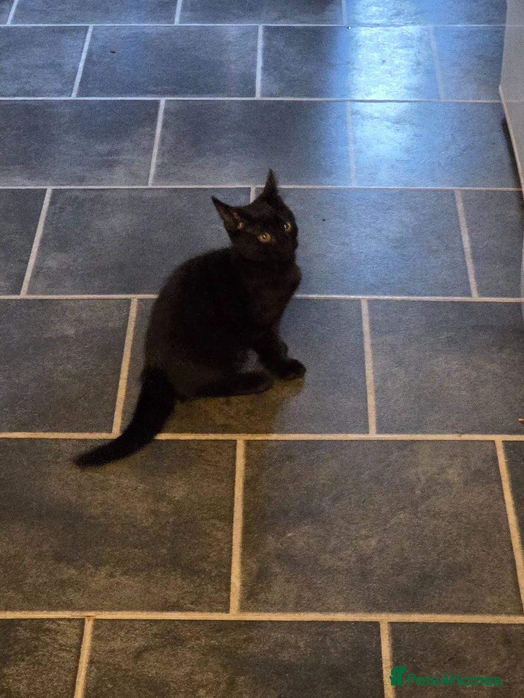Mixed Breed cats for sale: Four Adorable and Feisty Kittens for Sale - Advert 2
