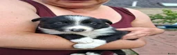 Border Collie dogs for sale: Gorgeous collie pups  - Advert 7