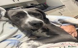 Cane Corso dogs for sale: Cassie the cane corso - Image 3