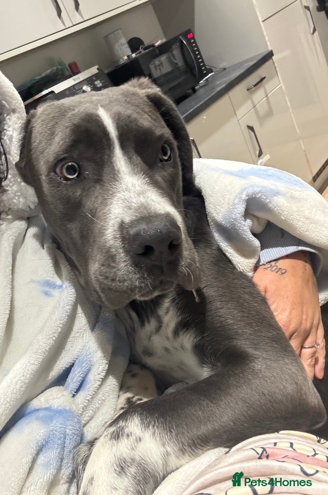 Cane Corso dogs for sale: Cassie the cane corso - Image 3