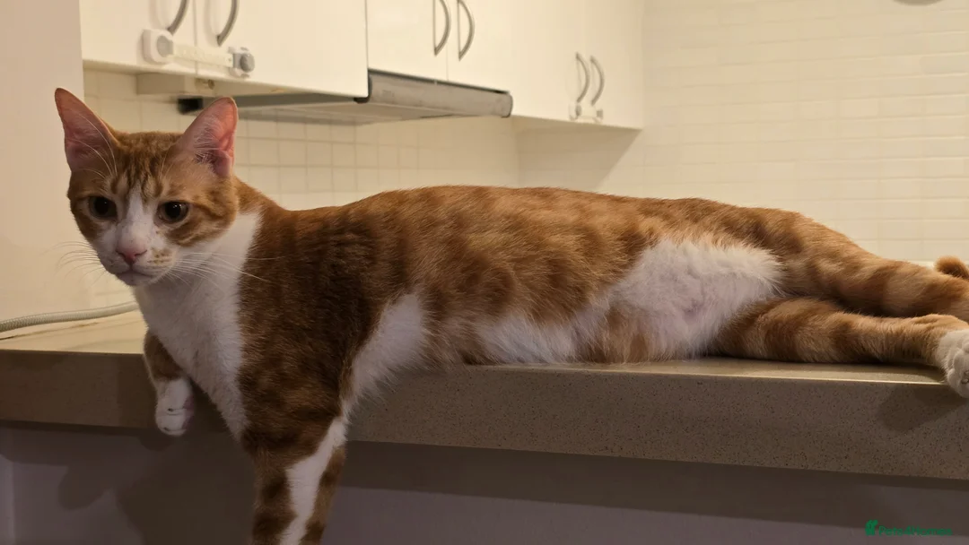 Mixed Breed cats for adoption: [Indoors Only] Light - Lovely & Playful Boy - Advert 8