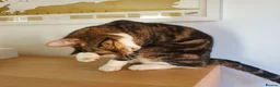 Domestic Shorthair cats for sale: Beautiful tabby 6 years old male cat  - Advert 4