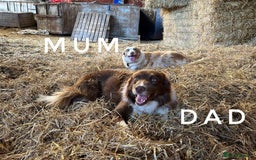 Border Collie dogs for sale: Stunning red merle and red border collie pups - Image 13