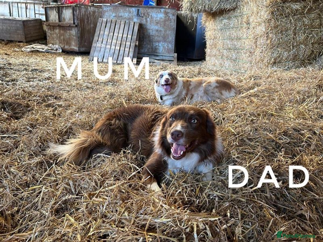 Border Collie dogs for sale: Stunning red merle and red border collie pups - Image 13