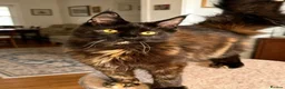 Maine Coon cats for sale: Tortie Maine Coon Female - Advert 4