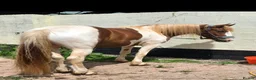 Paint horses for sale: ❤️ Goonie-cracking red and white cob gelding ❤️ in Tiverton - Advert 4