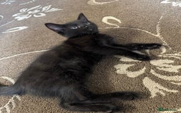 British Shorthair cats for sale: 1 BLACK MALE KITTEN FOR SALE - Image 8