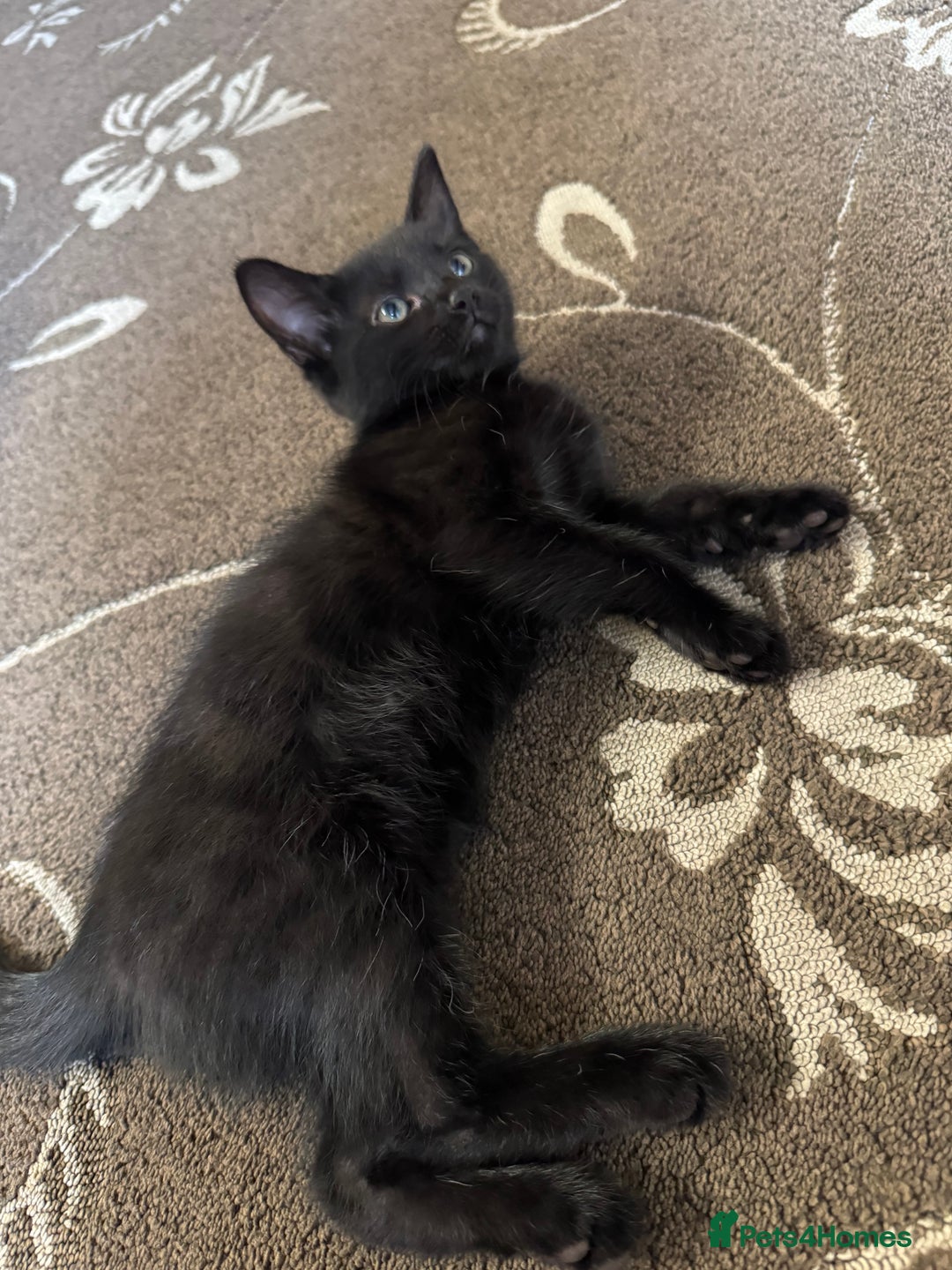 British Shorthair cats for sale: 1 BLACK MALE KITTEN FOR SALE - Image 8