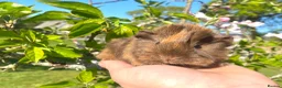 Guinea Pig rodents for sale: Guinea Pig Looking for their forever homes  - Advert 18