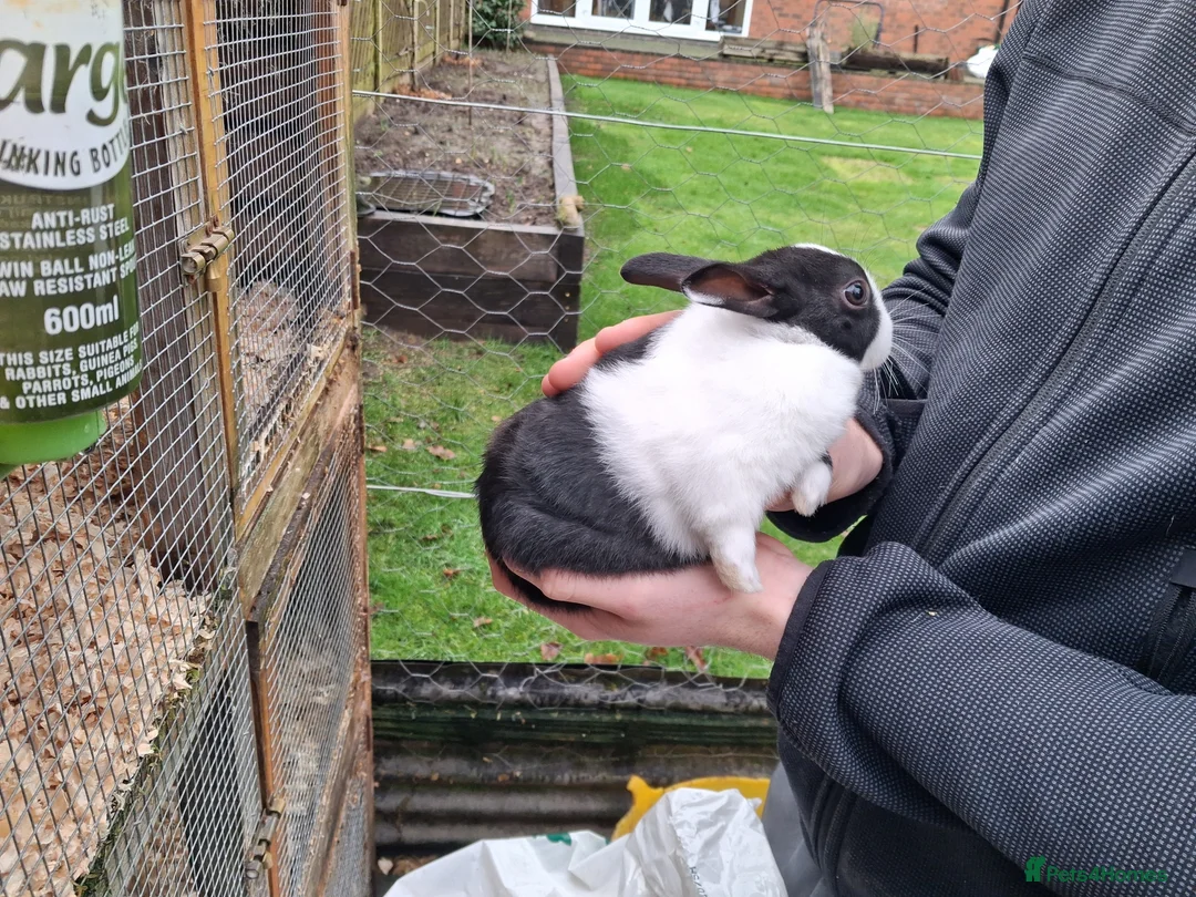 Dutch rabbits for sale: Dutch rabbits black and white - Advert 2