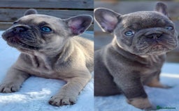 French Bulldog dogs for sale: QUALITY HEALTH TESTED KC FRENCH BULLDOG PUPPIES - Image 2