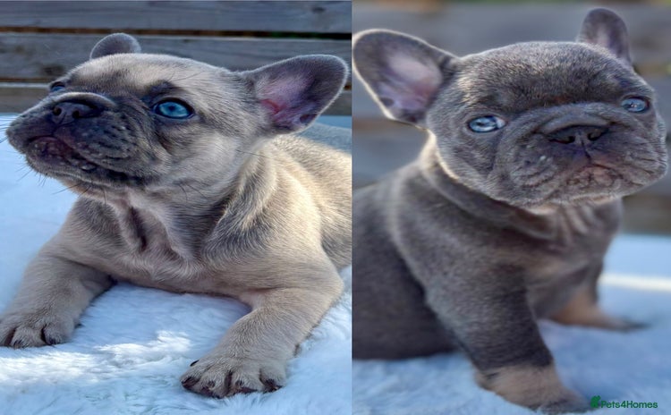 French Bulldog dogs - Advert 5