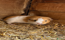 Guinea Pig rodents for sale: Orphan baby boy guinea pig  - Image 1