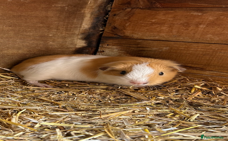 Guinea Pig rodents - Advert 2