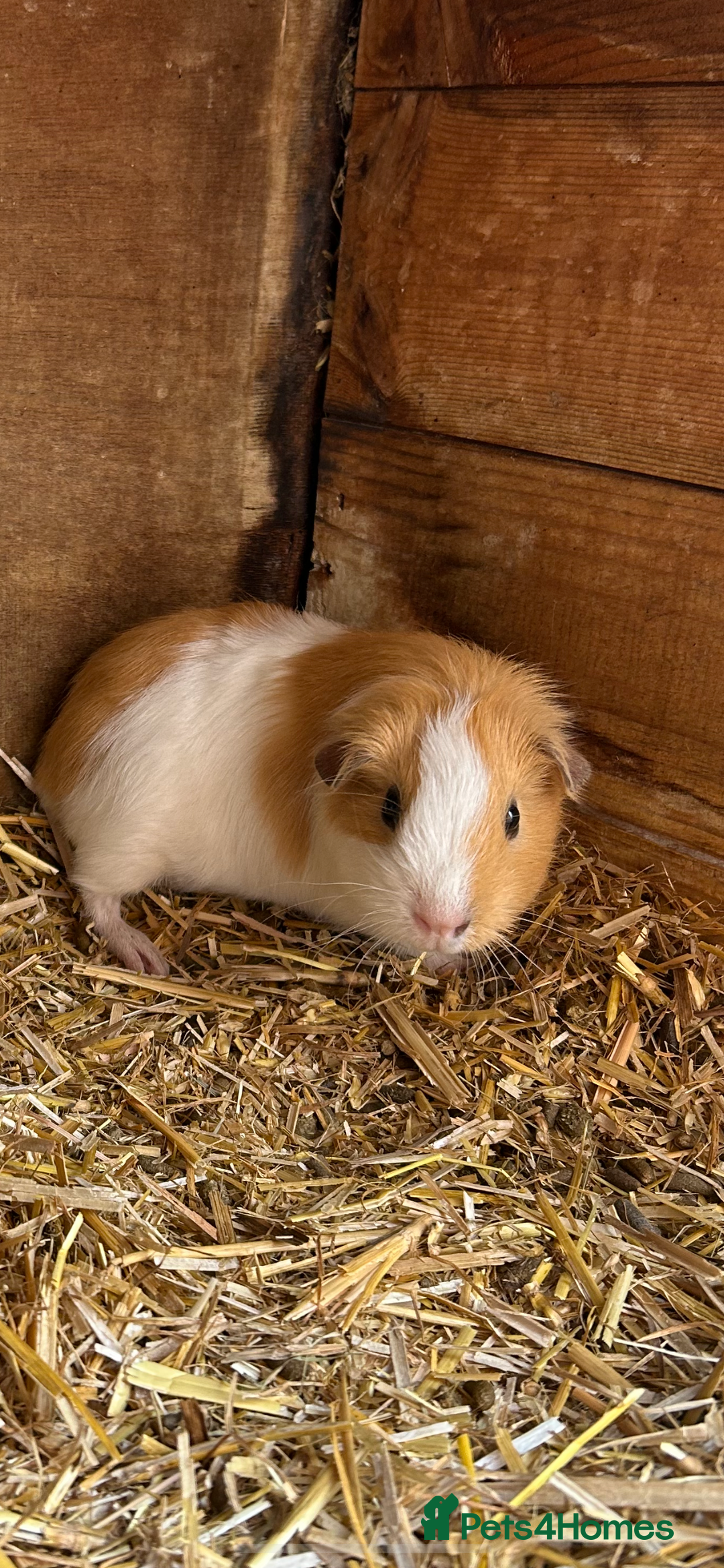 Guinea Pig rodents for sale: Orphan baby boy guinea pig  - Image 1