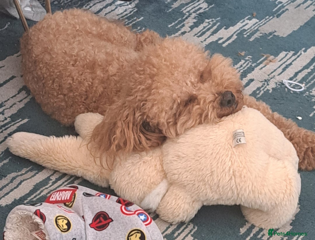 Poochon dogs for stud: Poochon Stud - Image 3