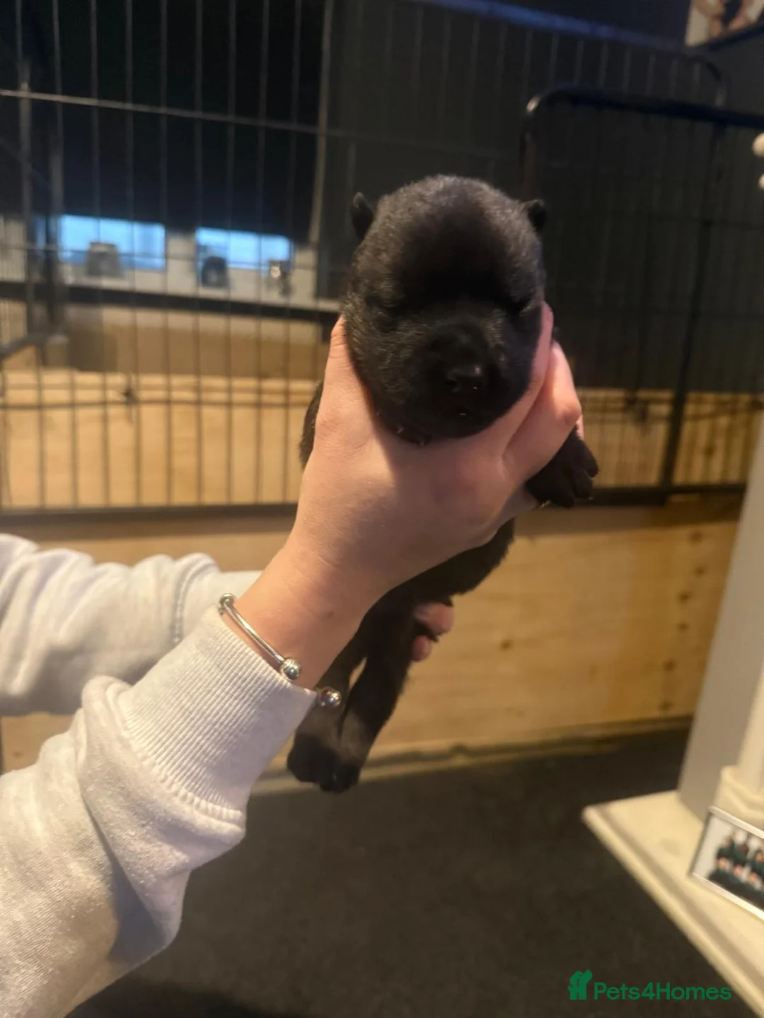 Mixed Breed dogs for sale: Doberman x American akita - Advert 5