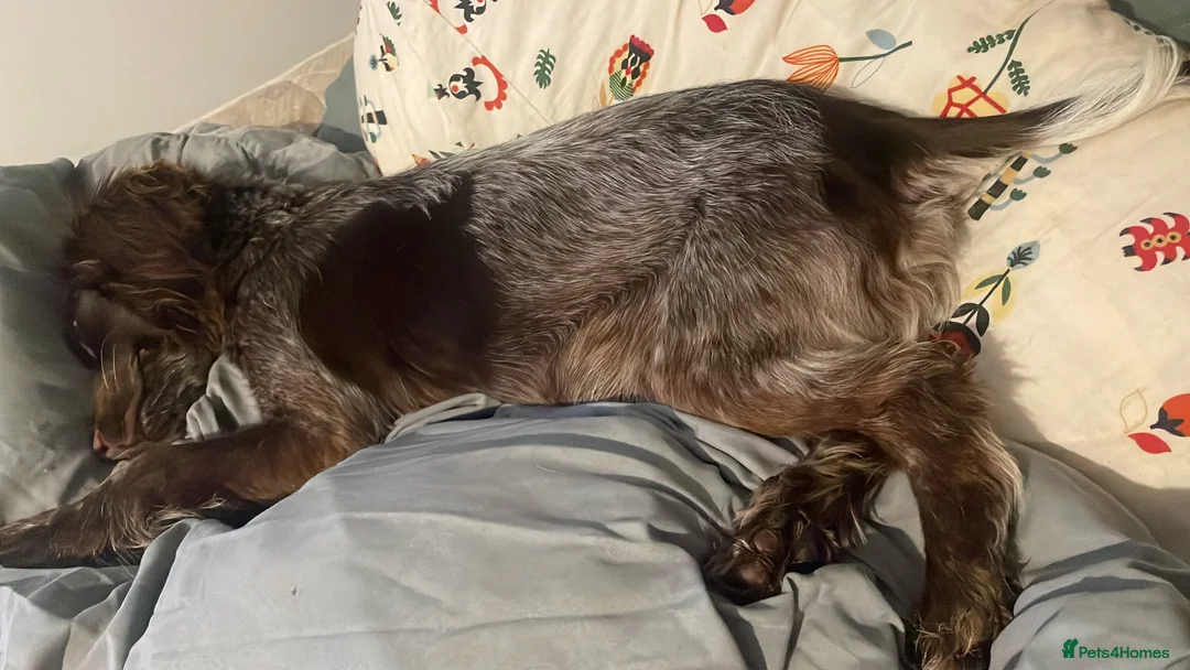 Cocker Spaniel dogs for sale: Beautiful girl seeking forever home  - Advert 3