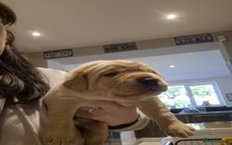 Labrador Retriever dogs for sale: Trainable Labrador Retrievers. - Image 4