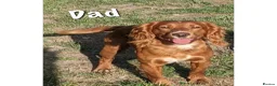 Cocker Spaniel dogs for sale: Beautiful Cocker spaniels puppies in Bristol in Bristol - Advert 12