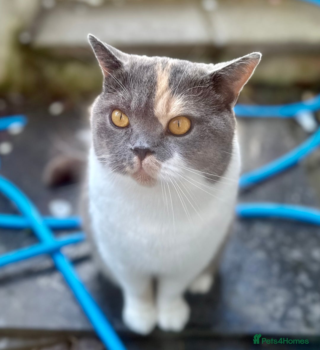 British Shorthair cats for sale: Beautiful ex-breeding British Shorthair - Image 3