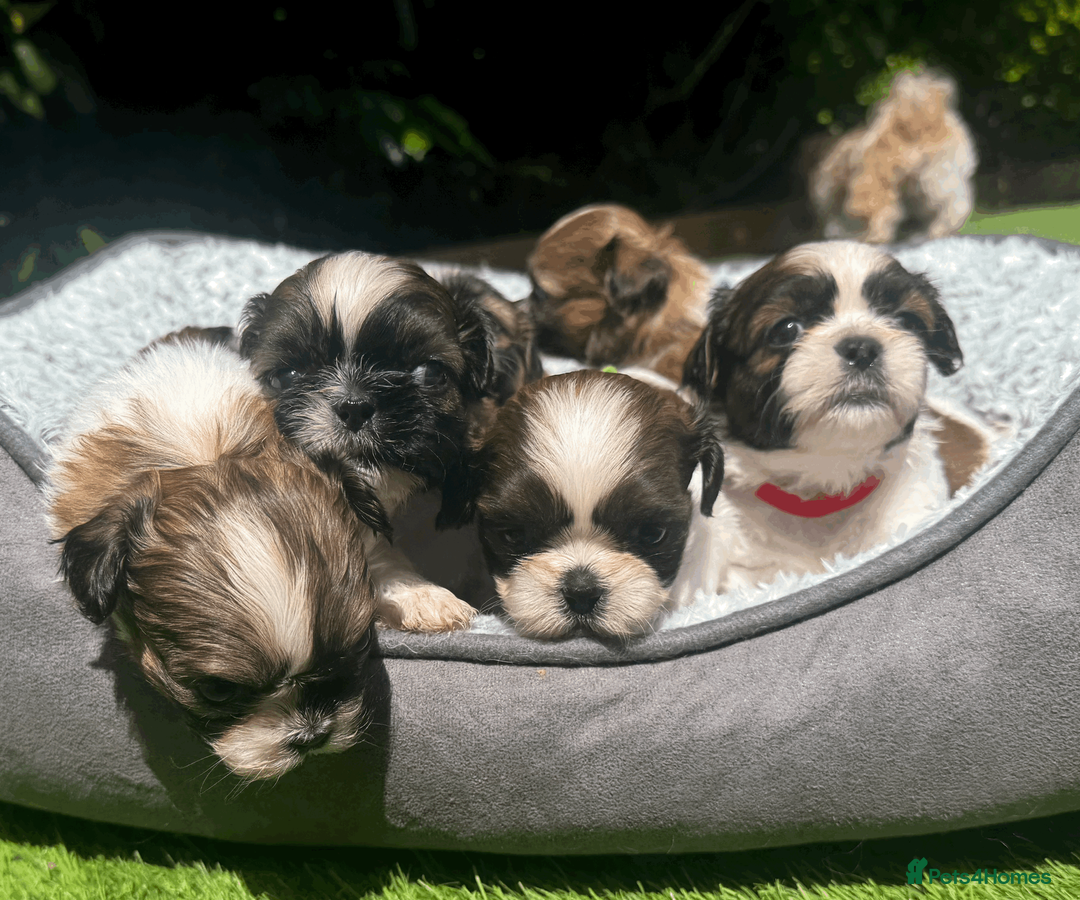 Shih Tzu dogs for sale: Pure-bred Shih tzu pups in Sutton - Advert 1