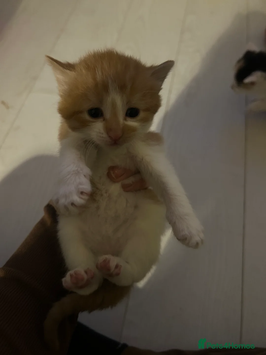 Mixed Breed cats for sale: 3 kittens for sale  - Advert 7