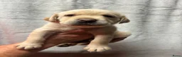 Labrador Retriever dogs for sale: KC Registered Labrador puppies - Advert 4