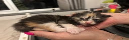 Maine Coon cats for sale: Beautiful Maine Coon Kittens - 1 pretty girl left - Advert 11
