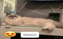 Ragdoll cats for sale: Ragdoll Kittens From Health Tested Parents. - Image 5